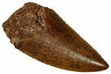 Serrated Raptor Tooth - Real Dinosaur Tooth #353401-1